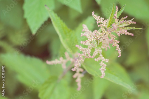 A blooming green nettle: ecological, healthy and nutritious wild food straight from the nature