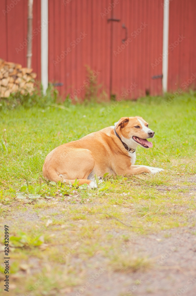 A relaxed old dog on a countryside in Finland. A red barn and logs on the background