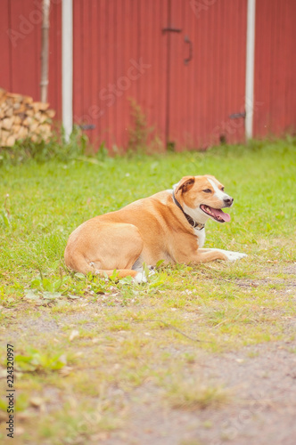 A relaxed old dog on a countryside in Finland. A red barn and logs on the background