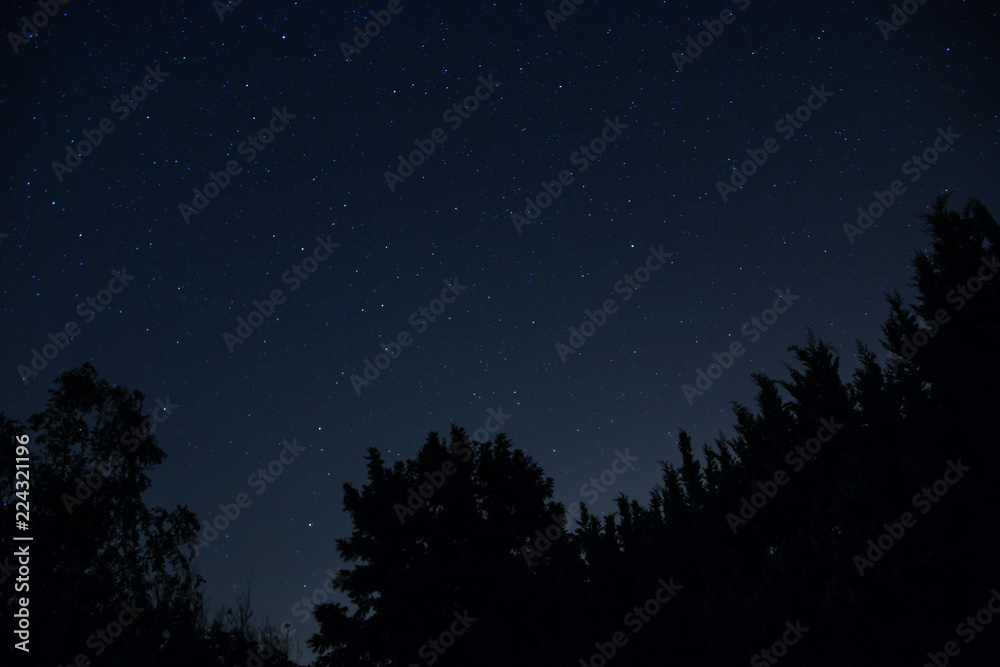 Starry blue night sky behind the silhouette of the pines