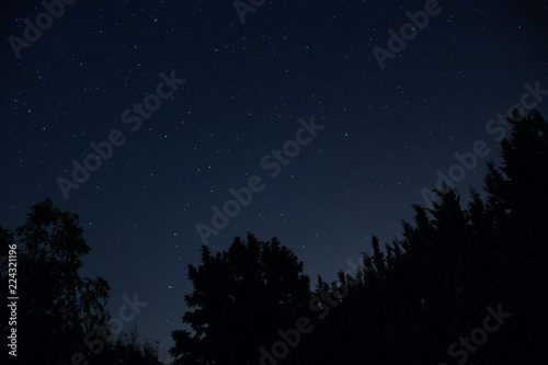 Starry blue night sky behind the silhouette of the pines