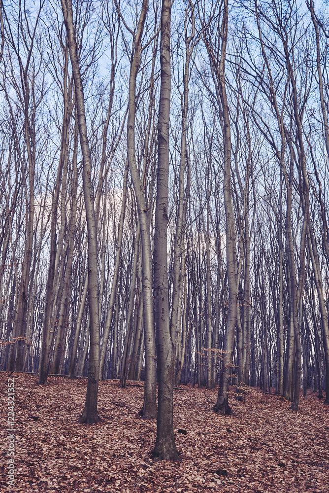 landscape of autumn forest in the afternoon