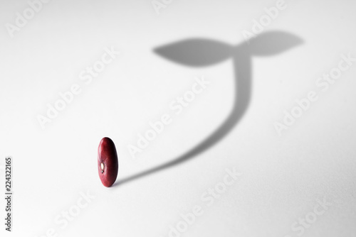 Growth concept with shadow of plant growing