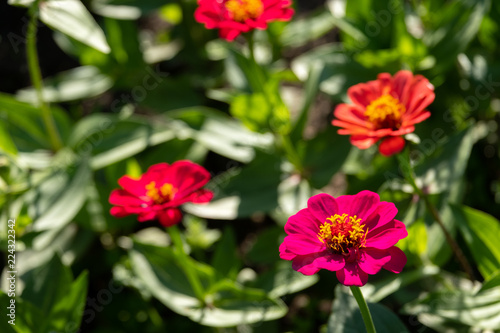 flowers called zinia growing on a garden bed in a summer Park in the background blurred other flowers for decoration © metelevan