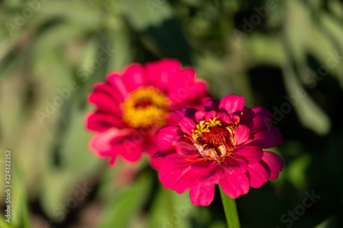 two red beautiful flowers under the bright sun, flowers called cinia grow in the garden under