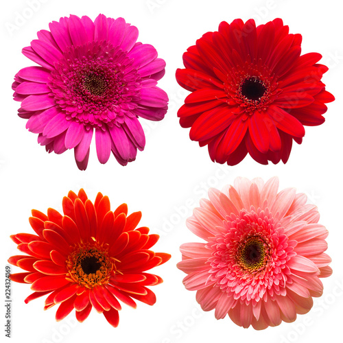 Collection of flower gerbera isolated on white background. Beautiful floral composition pattern, object. Flat lay, top view