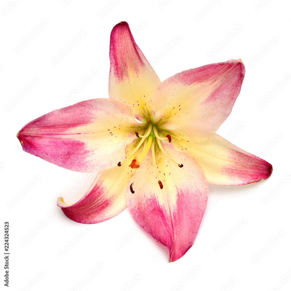 Beautiful bouquet of red lily flower isolated on white background. Form of a starfish. Flat lay, top view. Floral pattern, object