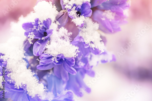 Close up of a purple hyacinth in the snow, spring concept