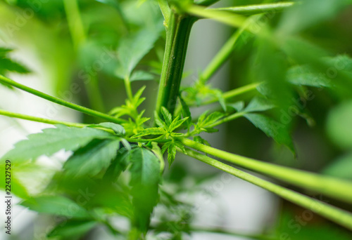 A sprout of marijuana