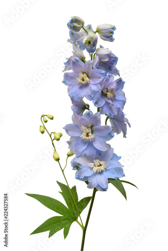 Fototapeta Naklejka Na Ścianę i Meble -  Beautiful blue delphinium flower isolated on white background. Flat lay, top view. Floral pattern, object. Nature concept