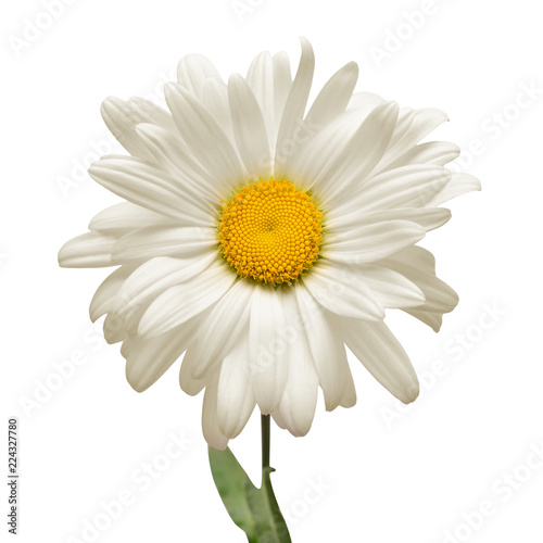 Fototapeta Naklejka Na Ścianę i Meble -  One white daisy flower isolated on white background. Flat lay, top view. Floral pattern, object