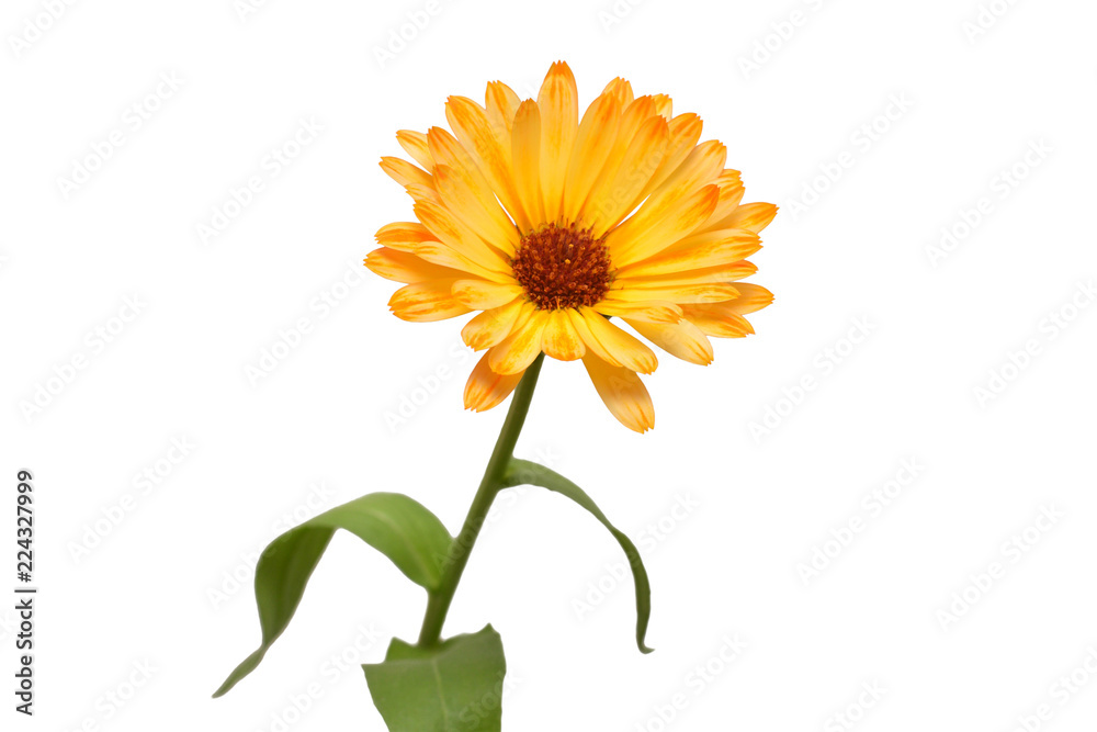 Flower of calendula officinalis isolated on white background. Marigolds, medicinal plants. Golden petals. Flat lay, top view. Floral pattern, object Flower of calendula officinalis isolated on white background. Marigolds, medicinal plants. Golden petals. Flat lay, top view. Floral pattern, object