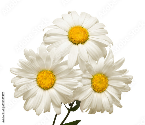 Bouquet white daisy flower isolated on white background. Flat lay  top view. Floral pattern  object