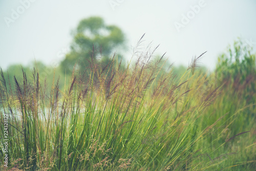 tropical grass field, Thailand