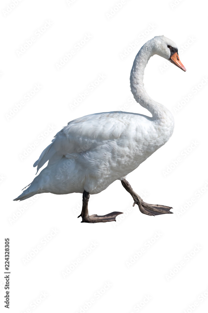 isolated cute swan on white background isolated cute swan on white background