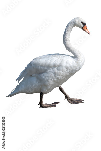 isolated cute swan on white background