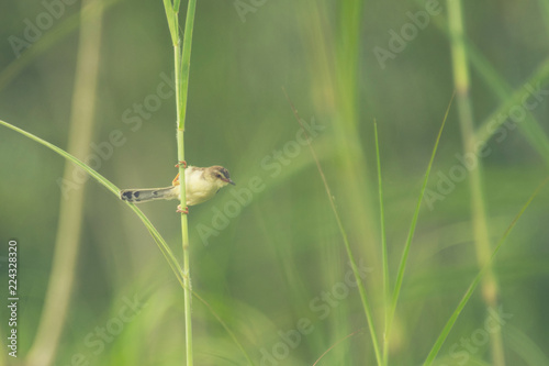 Plain Prinia bird. nature f...