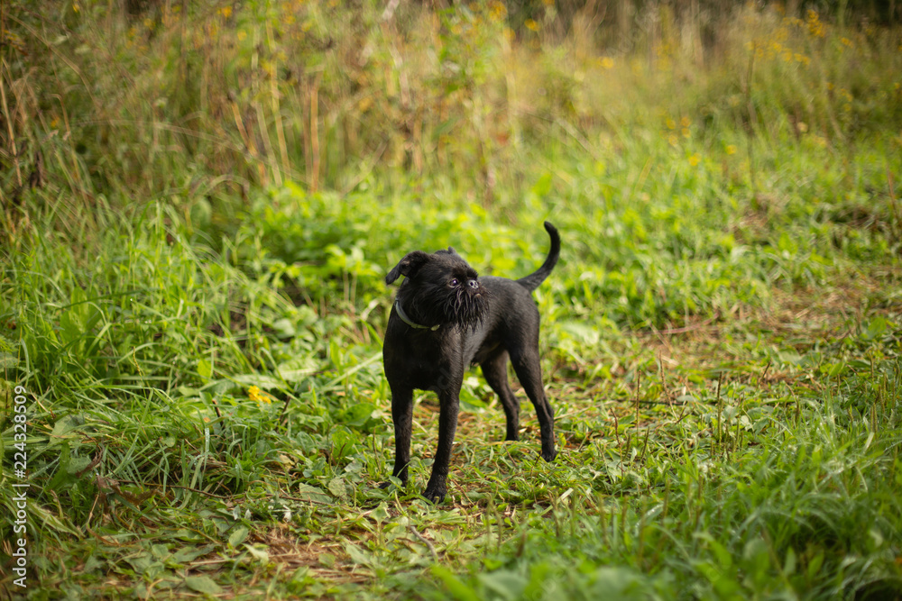 Dog breed Griffon sitting on the grass, funny dog Dog breed Griffon sitting on the grass, funny dog