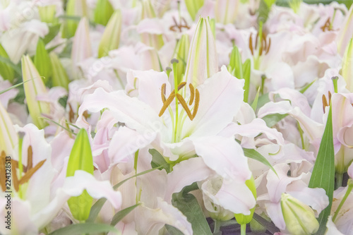 .A lot of white lilies.