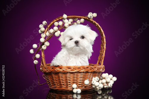 Maltese puppy in wicker basket