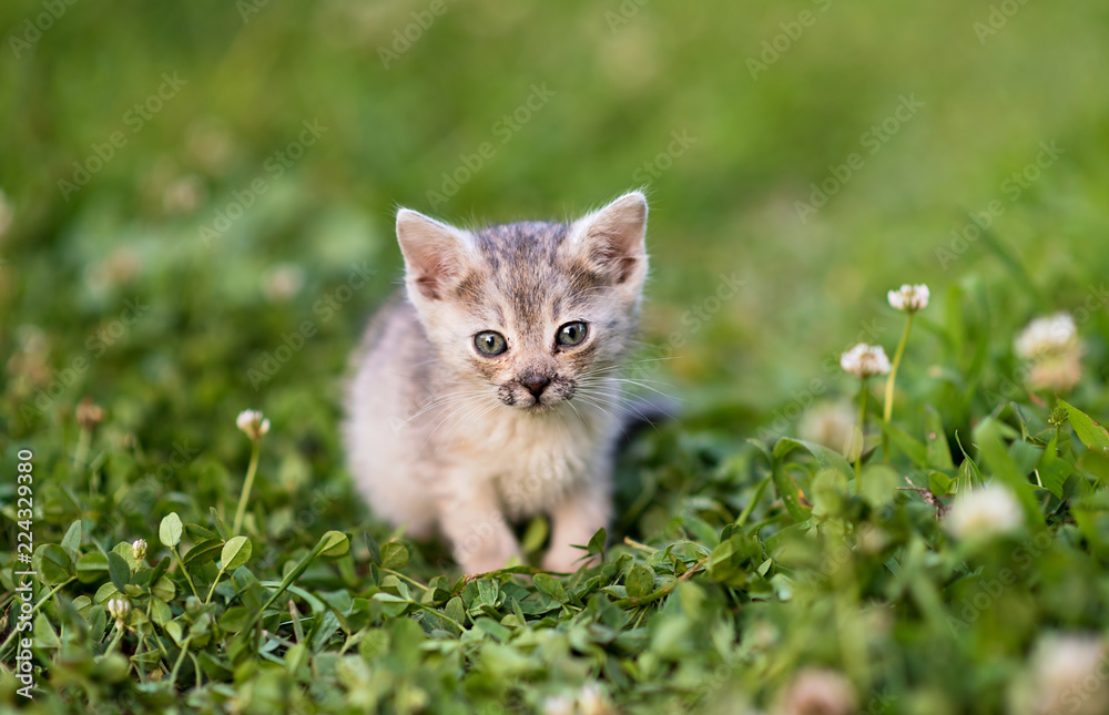 Small cat in the park