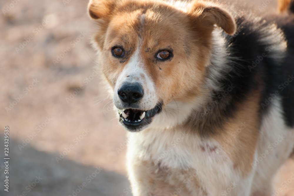 Angry, chained dog at Negev desert Angry, chained dog at Negev desert
