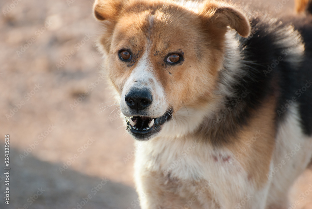 Angry, chained dog at Negev desert