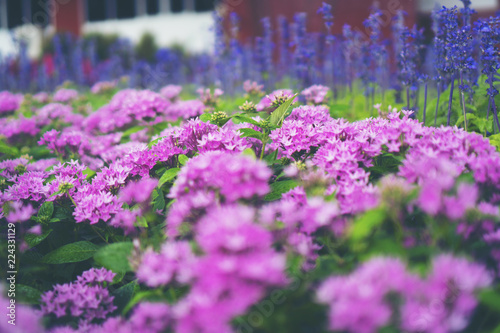 colorful flowers