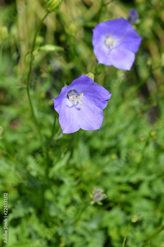 Carpathian bellflower Blue Clips