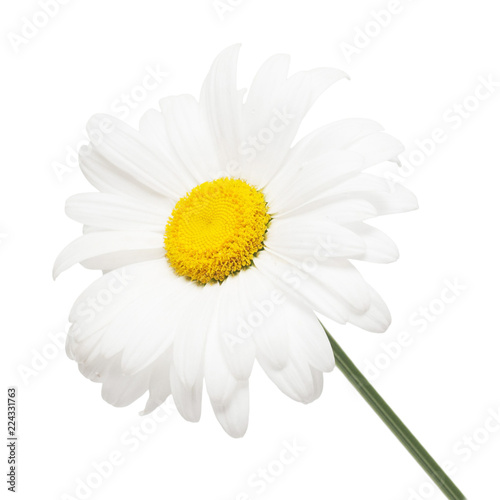 One white daisy flower isolated on white background. Flat lay  top view