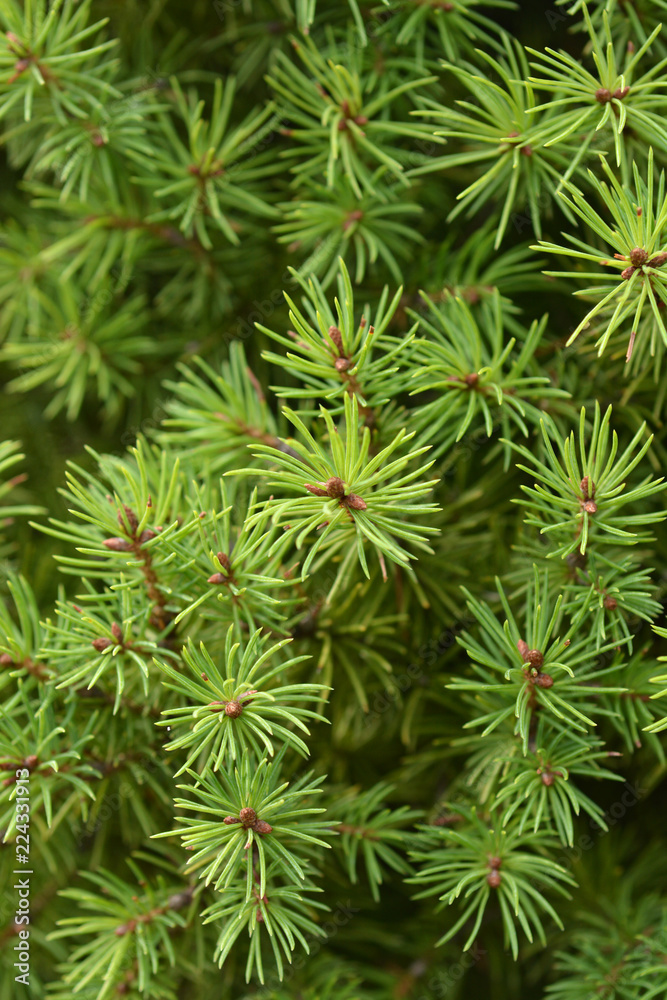 Dwarf Alberta Spruce Dwarf Alberta Spruce