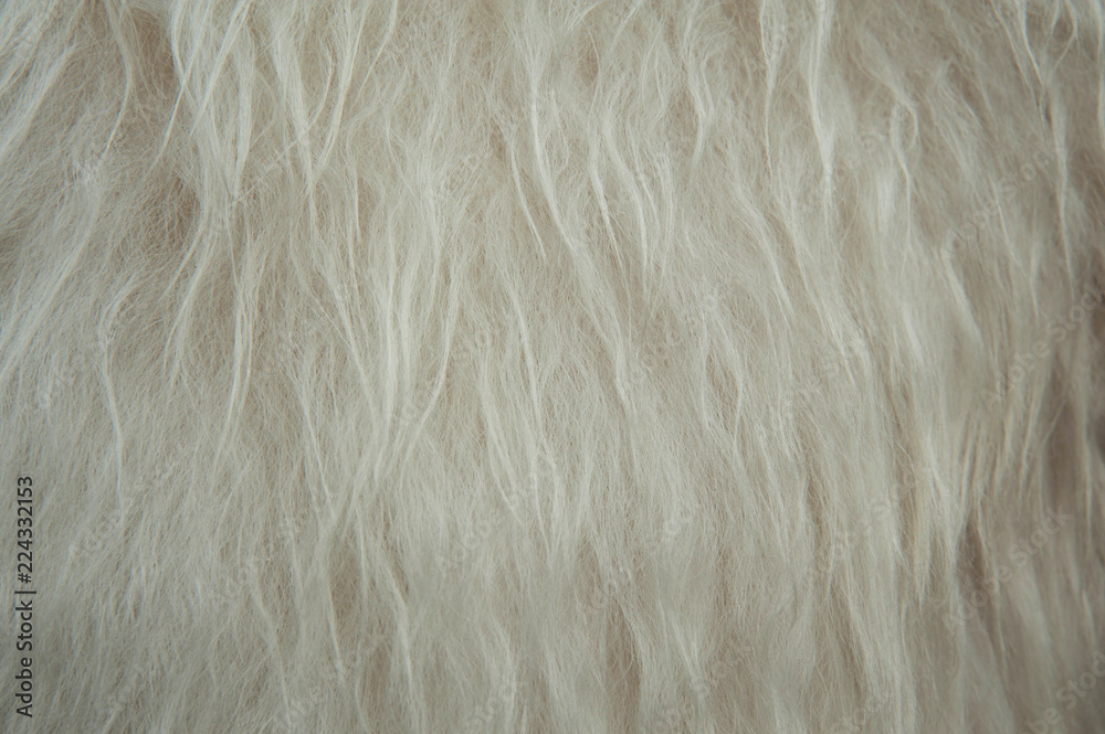 Fototapeta premium White soft sheep wool texture background. Fluffy fur.