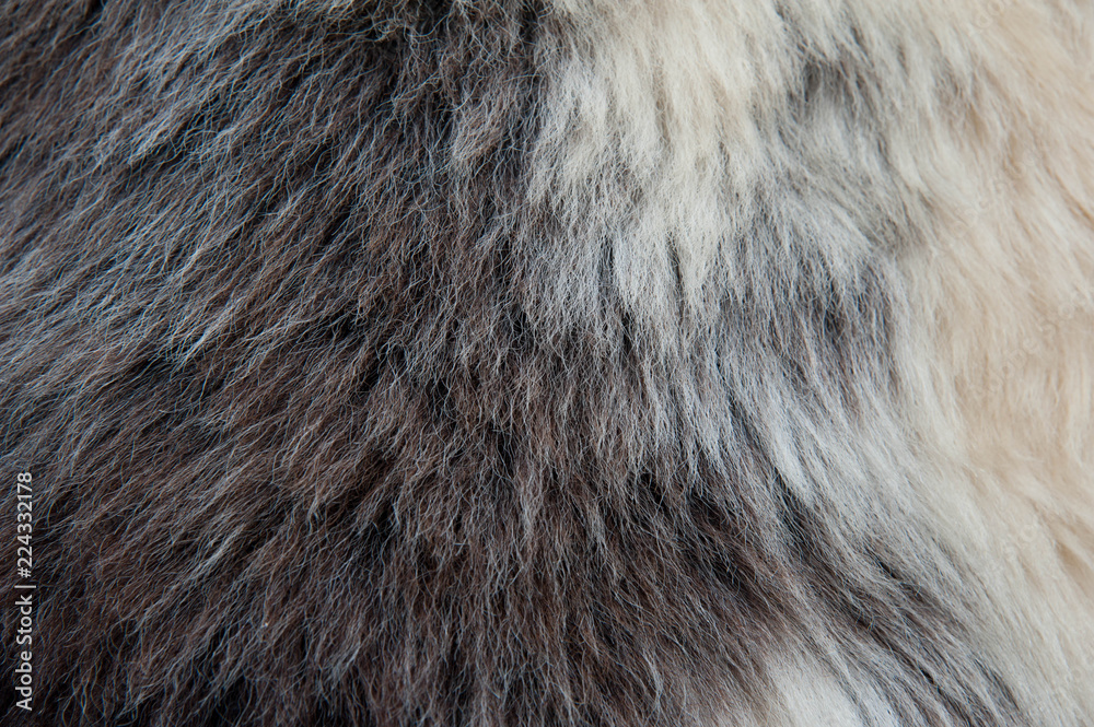 White and brown soft sheep wool texture background. Fluffy fur. White and brown soft sheep wool texture background. Fluffy fur.