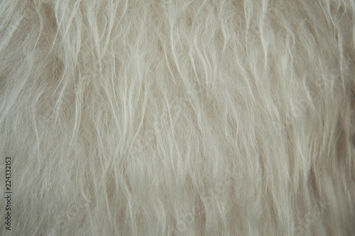 White soft sheep wool texture background. Fluffy fur.
