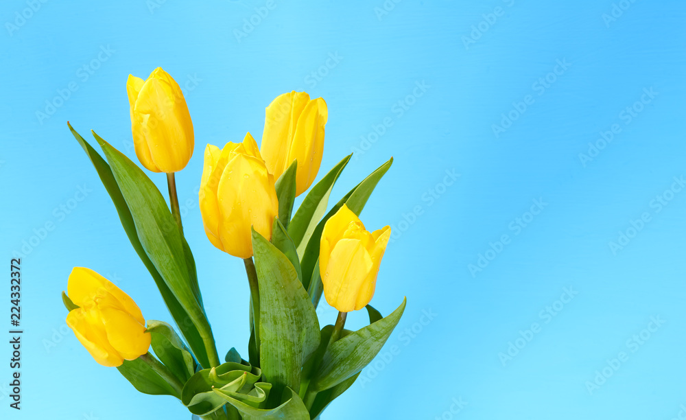bouquet of yellow tulips on a blue background bouquet of yellow tulips on a blue background