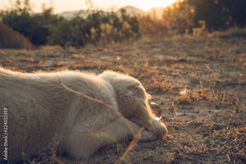 Dog puppy at sunset
