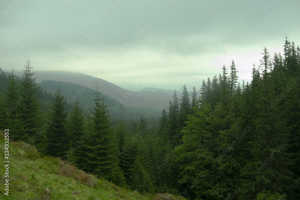 mountains of the Carpathians with thick fir trees in the fog in the summer day