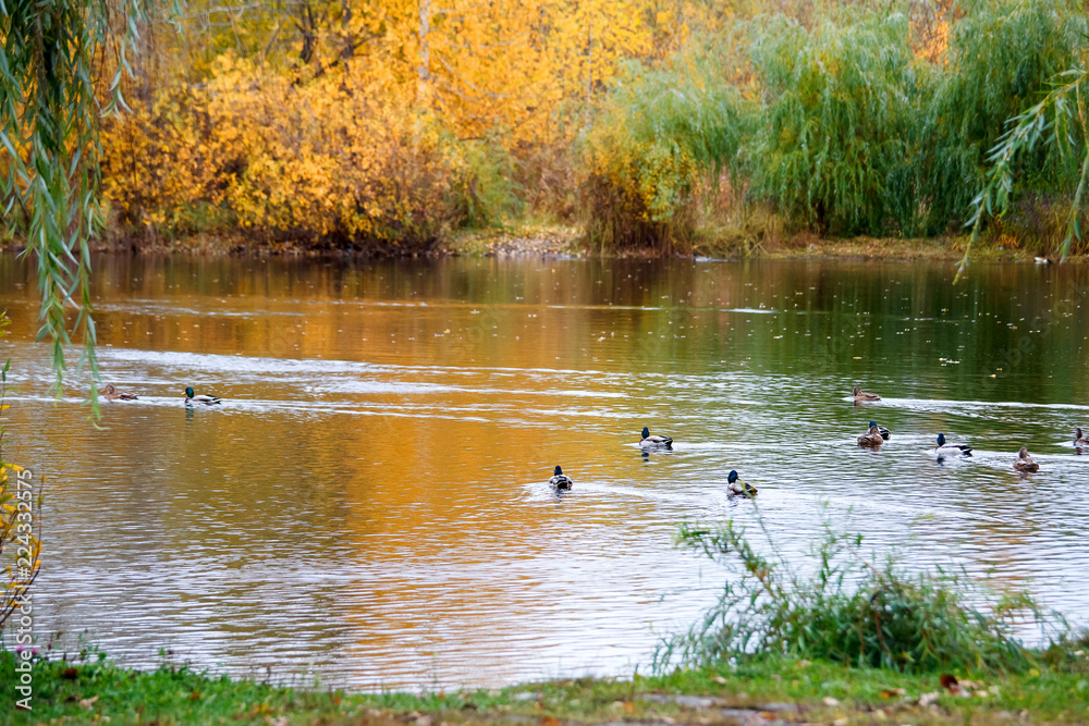 ducks swim in the lake in the Park in autumn / autumn landscape