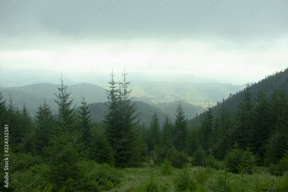 mountains of the Carpathians with thick fir trees in the fog in the summer day