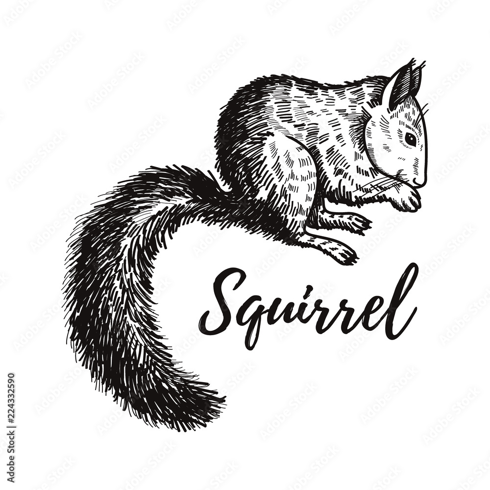 Hand drawn squirrel. Retro realistic animal isolated. Vintage style. Doodle  line graphic design. Black and white drawing mammal. Vector sketch.  Christmas animal Stock Vector