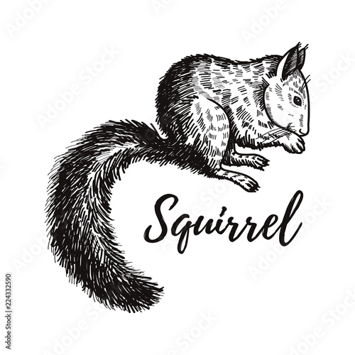 Hand drawn squirrel. Retro realistic animal isolated. Vintage style. Doodle line graphic design. Black and white drawing mammal. Vector sketch. Christmas animal