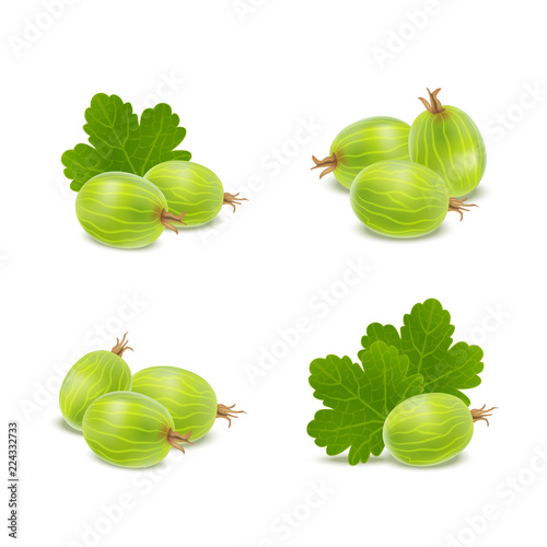 Fototapeta Naklejka Na Ścianę i Meble -  Realistic Detailed 3d Gooseberries with Green Leaves Icons. Vector