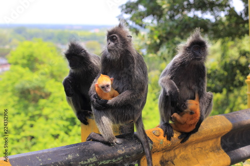 Silvered leaf monkeys with its orange colored babys, Kuala Selangor, Malaysia