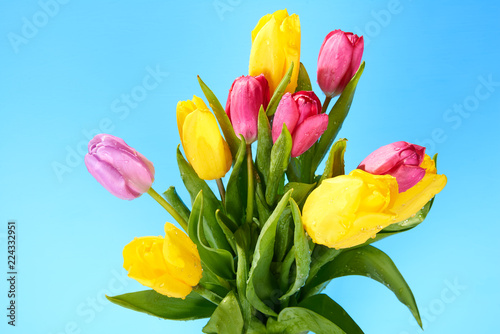 bouquet of yellow and pink tulips on a blue background