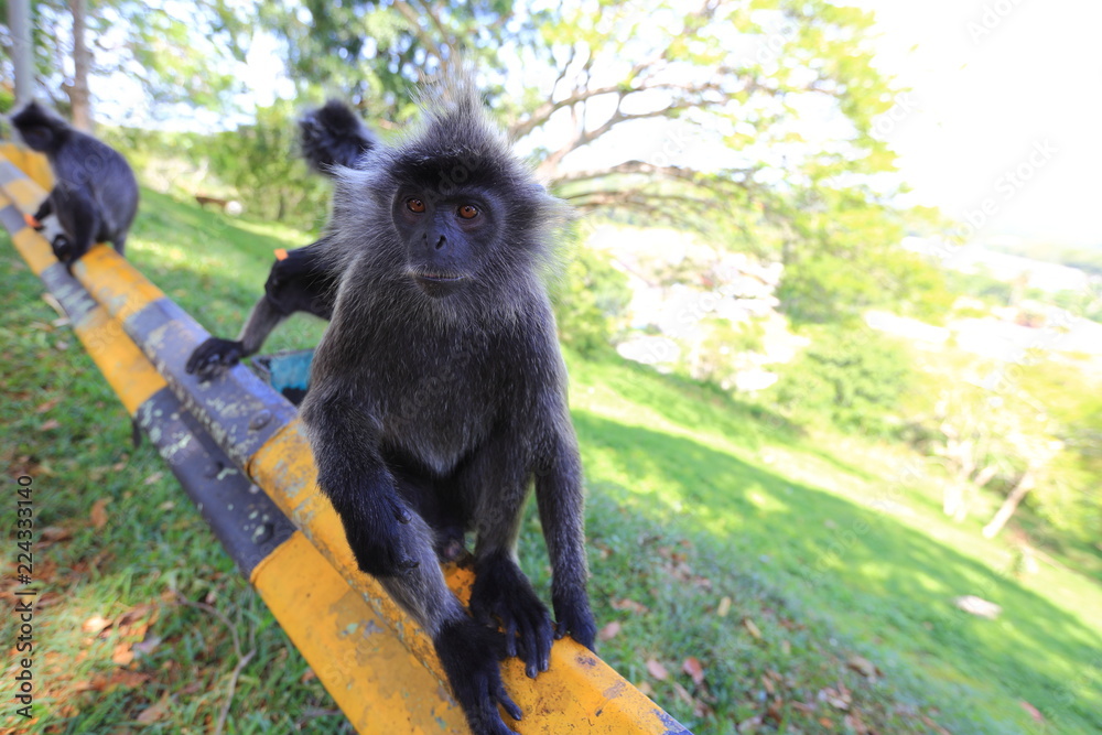 Silvered leaf monkeys with its orange colored babys, Kuala Selangor, Malaysia