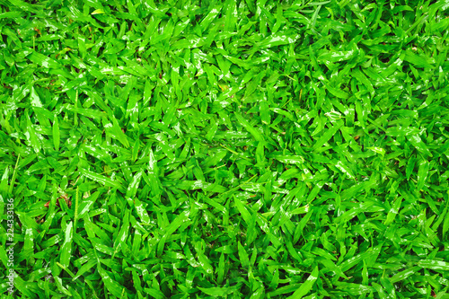 Green grass texture background. Ideas for making a green background