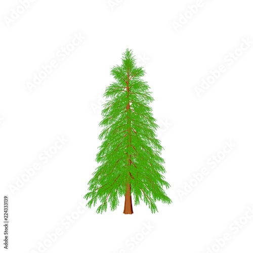 Abies tree. Isolated on whi...
