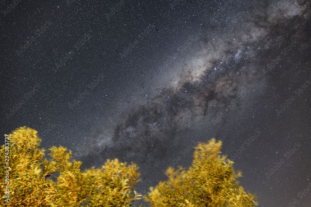 The milky way over forest trees on a starry night