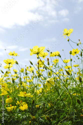 コスモスの花