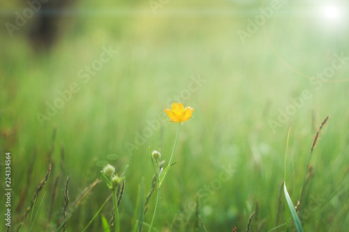 Fototapeta Naklejka Na Ścianę i Meble -  A gentle natural background in warm colors with a soft focus .Yellow flower. A flowering plant in the spring with blurry soft outlines.